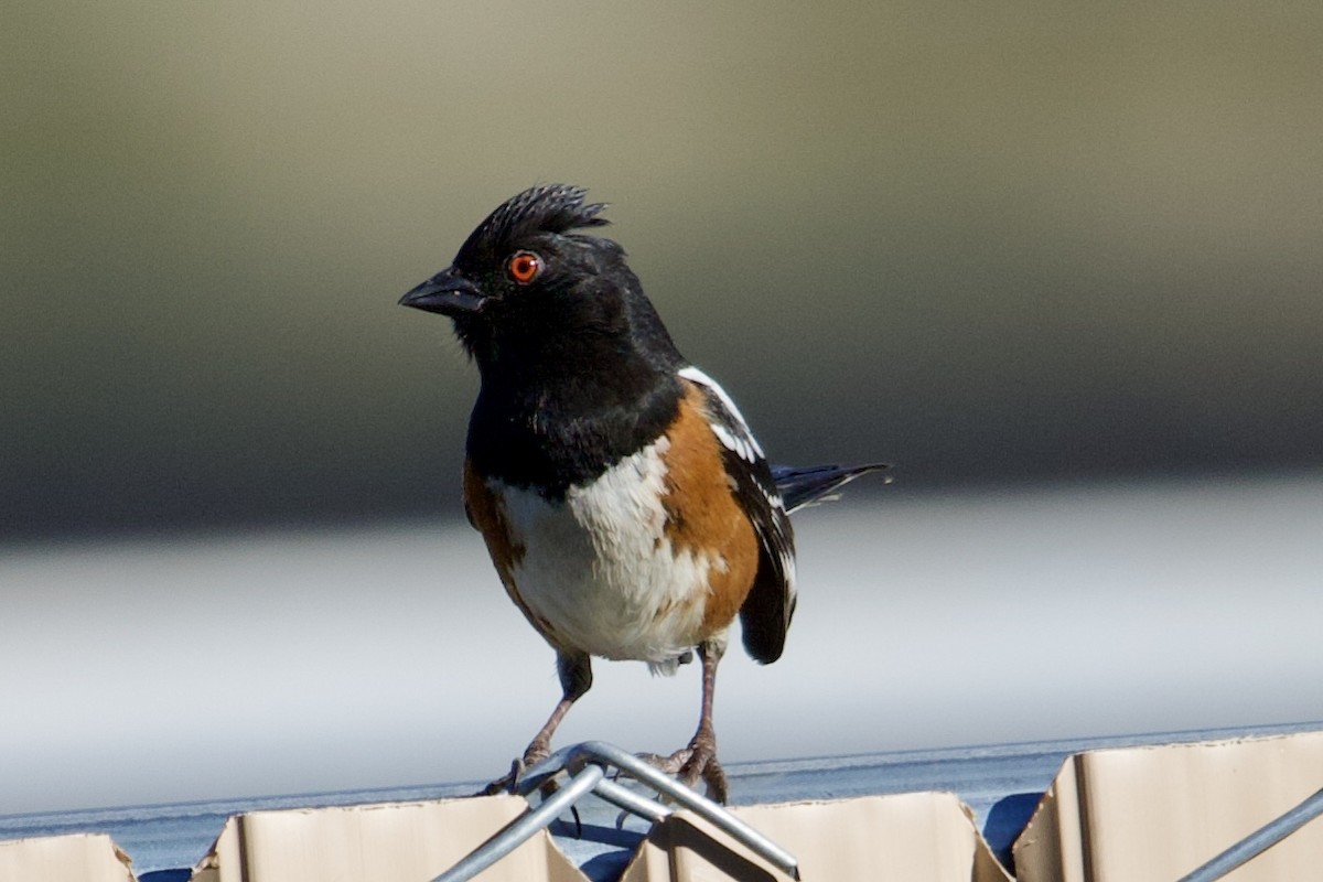 Spotted Towhee - Robert Snider