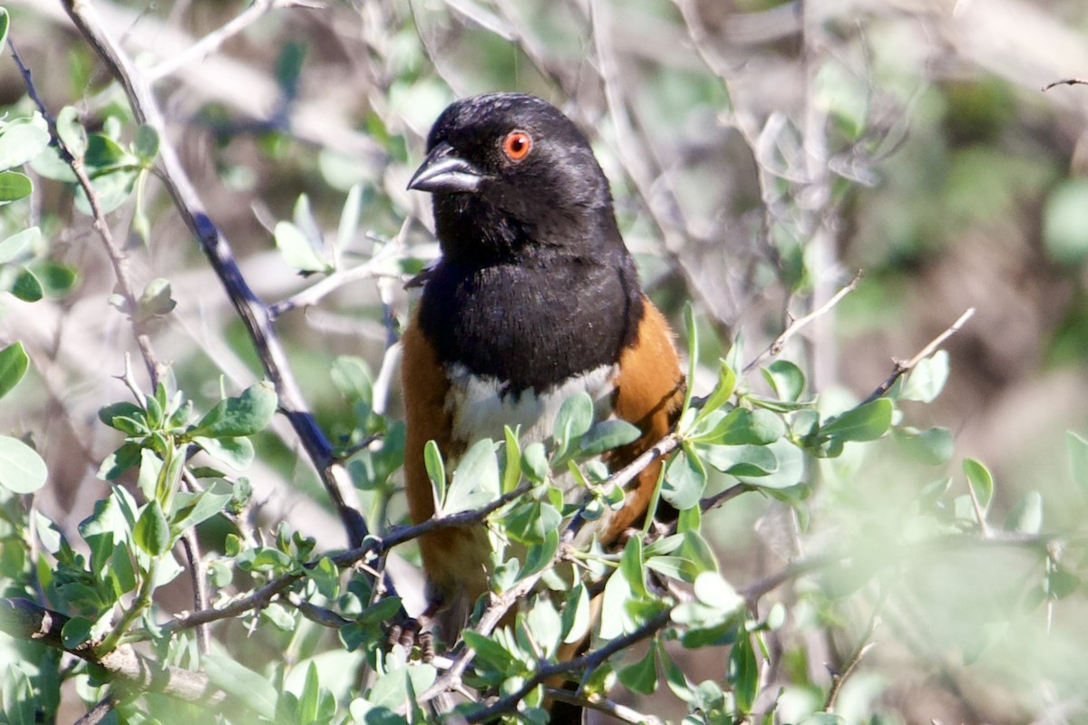 Spotted Towhee - Robert Snider