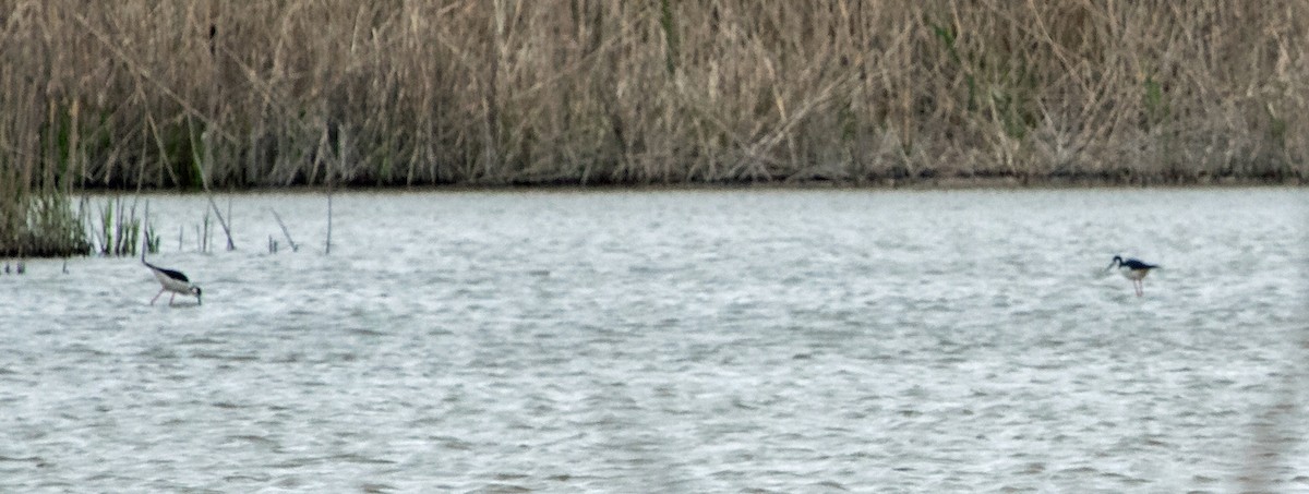 Black-necked Stilt - David Hayes