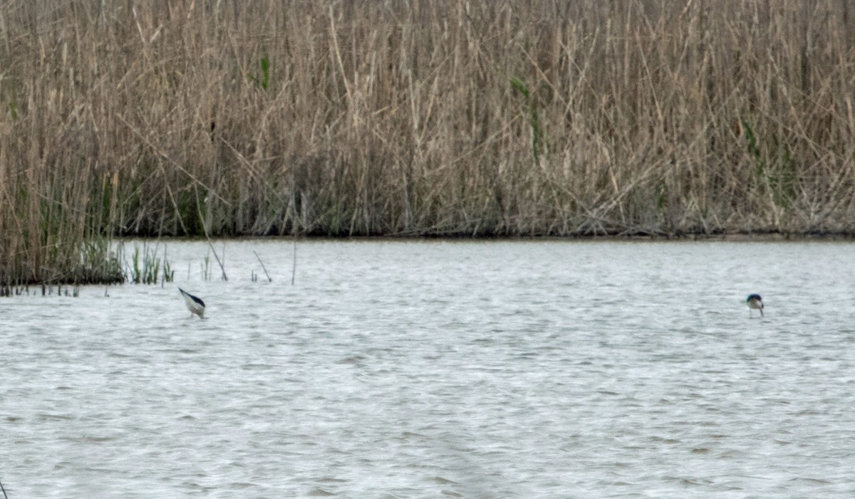 Black-necked Stilt - David Hayes