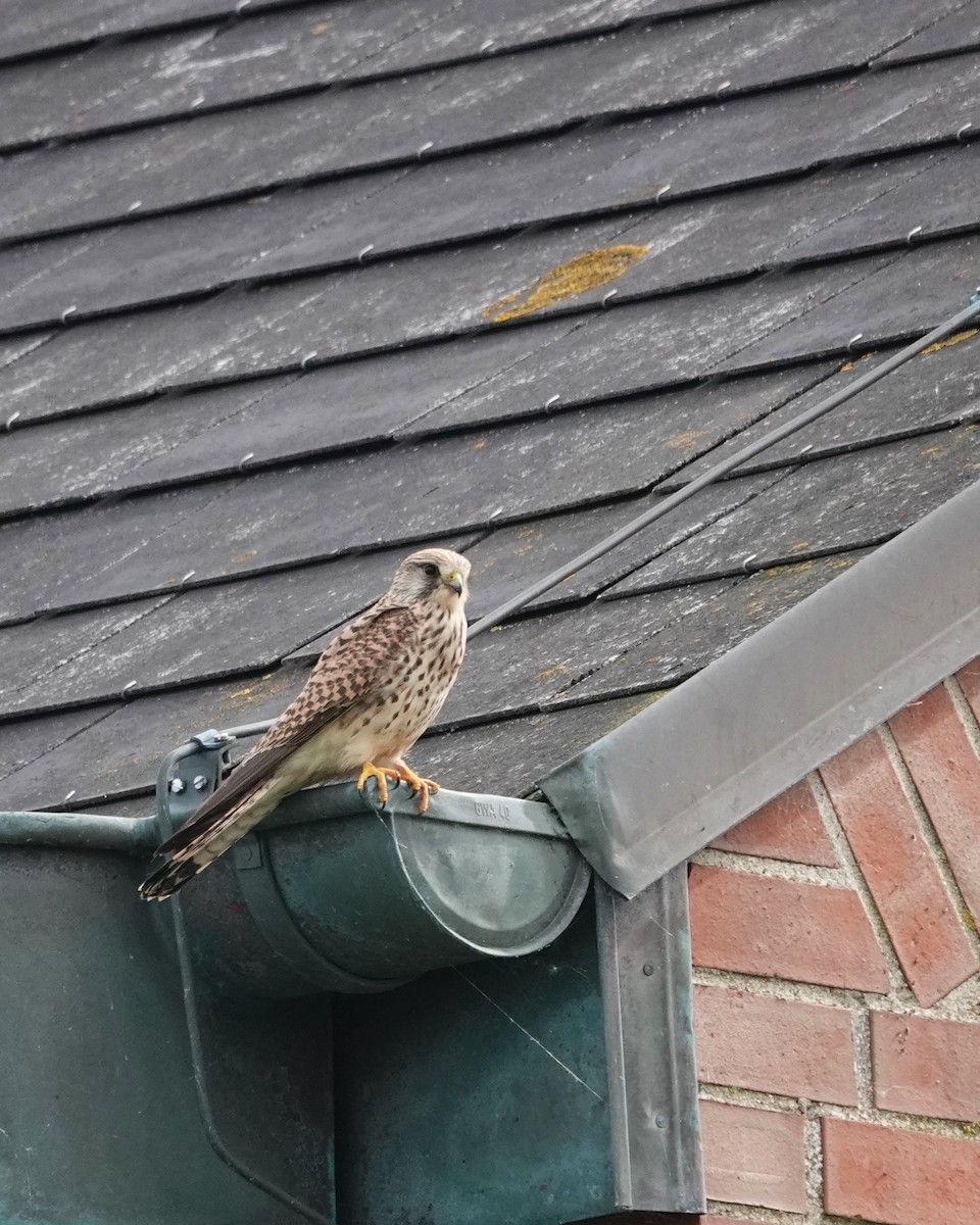 Eurasian Kestrel - Marianne Fan