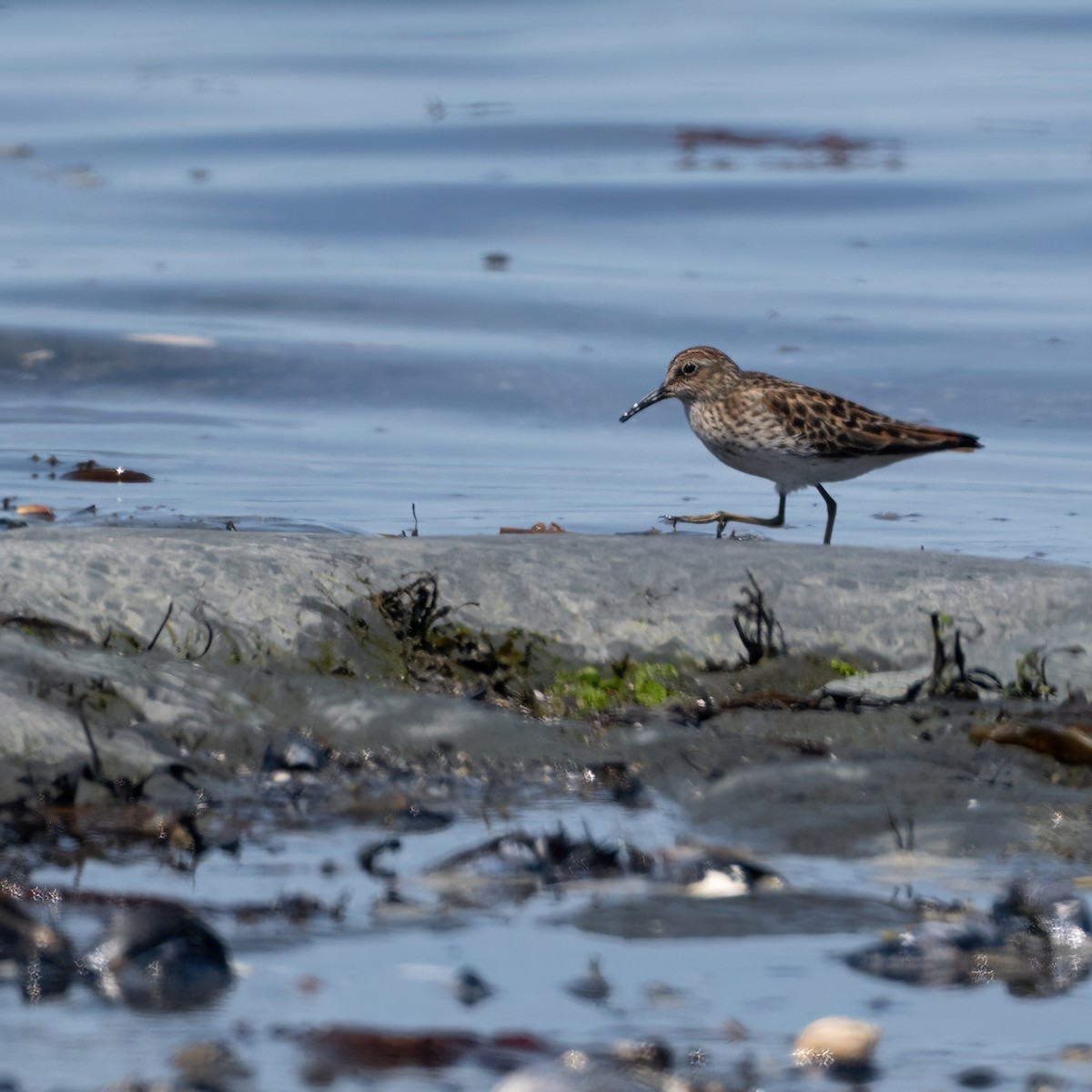 Least Sandpiper - Christine Pelletier et (Claude St-Pierre , photos)