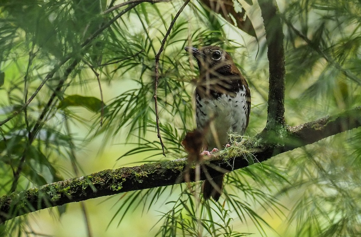 Buru Thrush - Mike Edgecombe