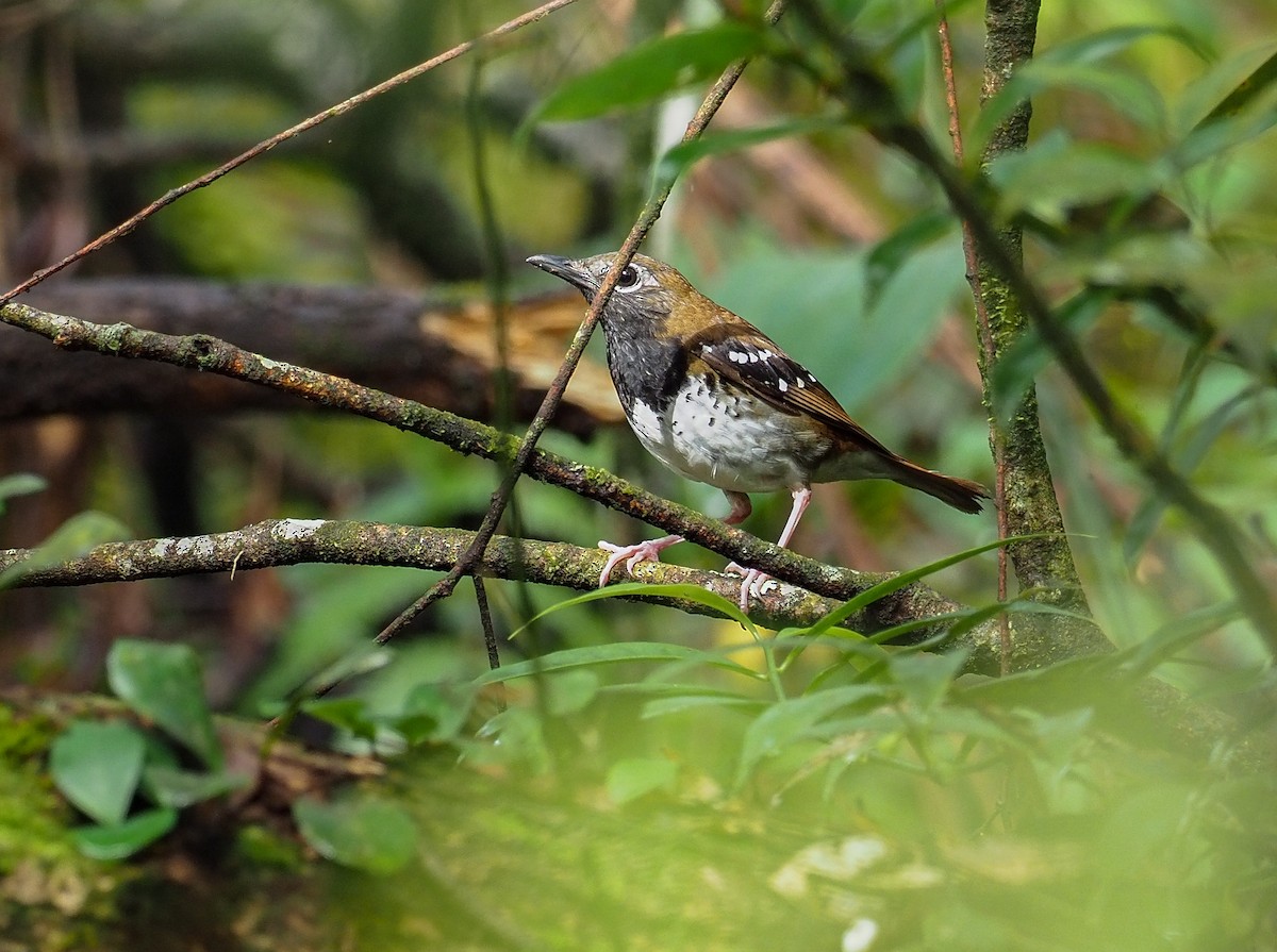 Buru Thrush - Mike Edgecombe