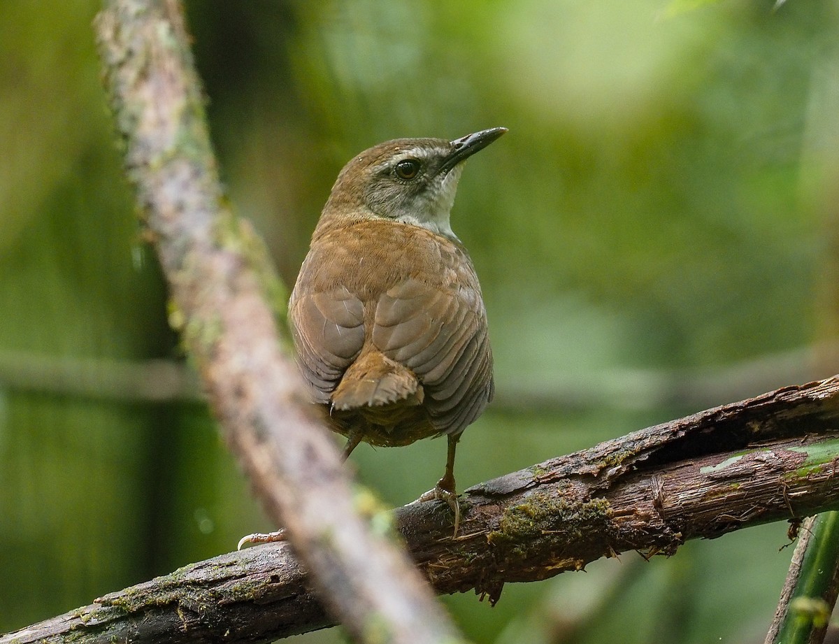 Buru Bush Warbler - Mike Edgecombe