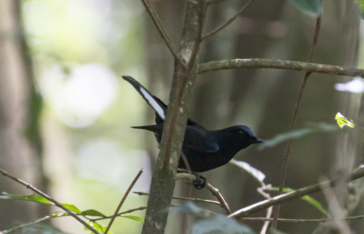 White-tailed Robin - Ashish John