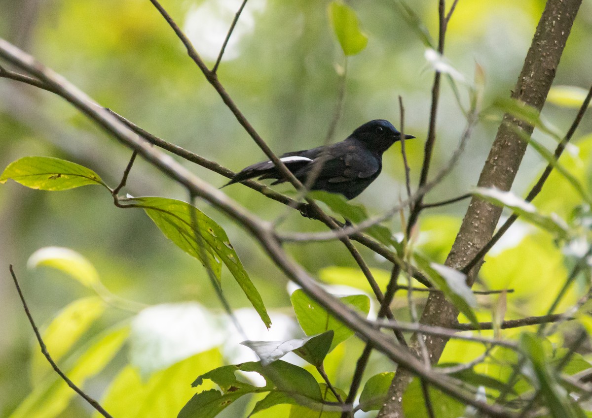 White-tailed Robin - Ashish John