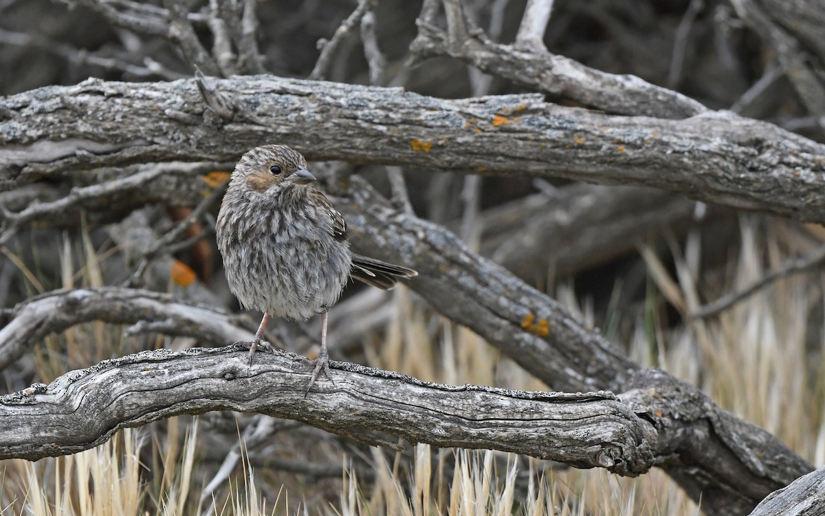 Mourning Sierra Finch (Mourning) - ML619479938