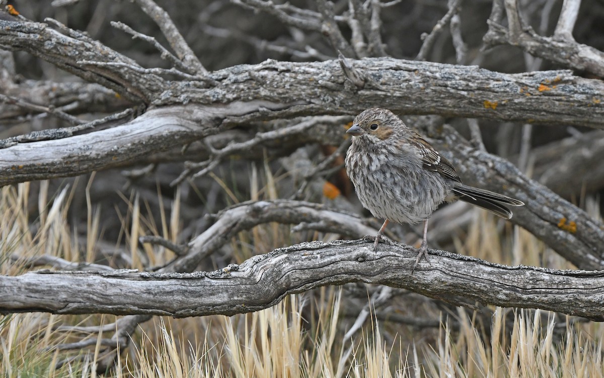 Mourning Sierra Finch (Mourning) - ML619479942