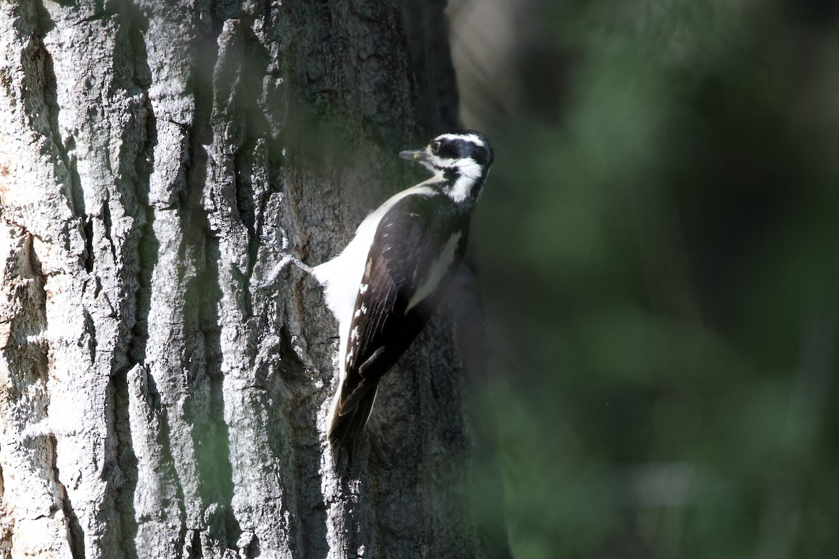 Hairy Woodpecker - Robert Snider