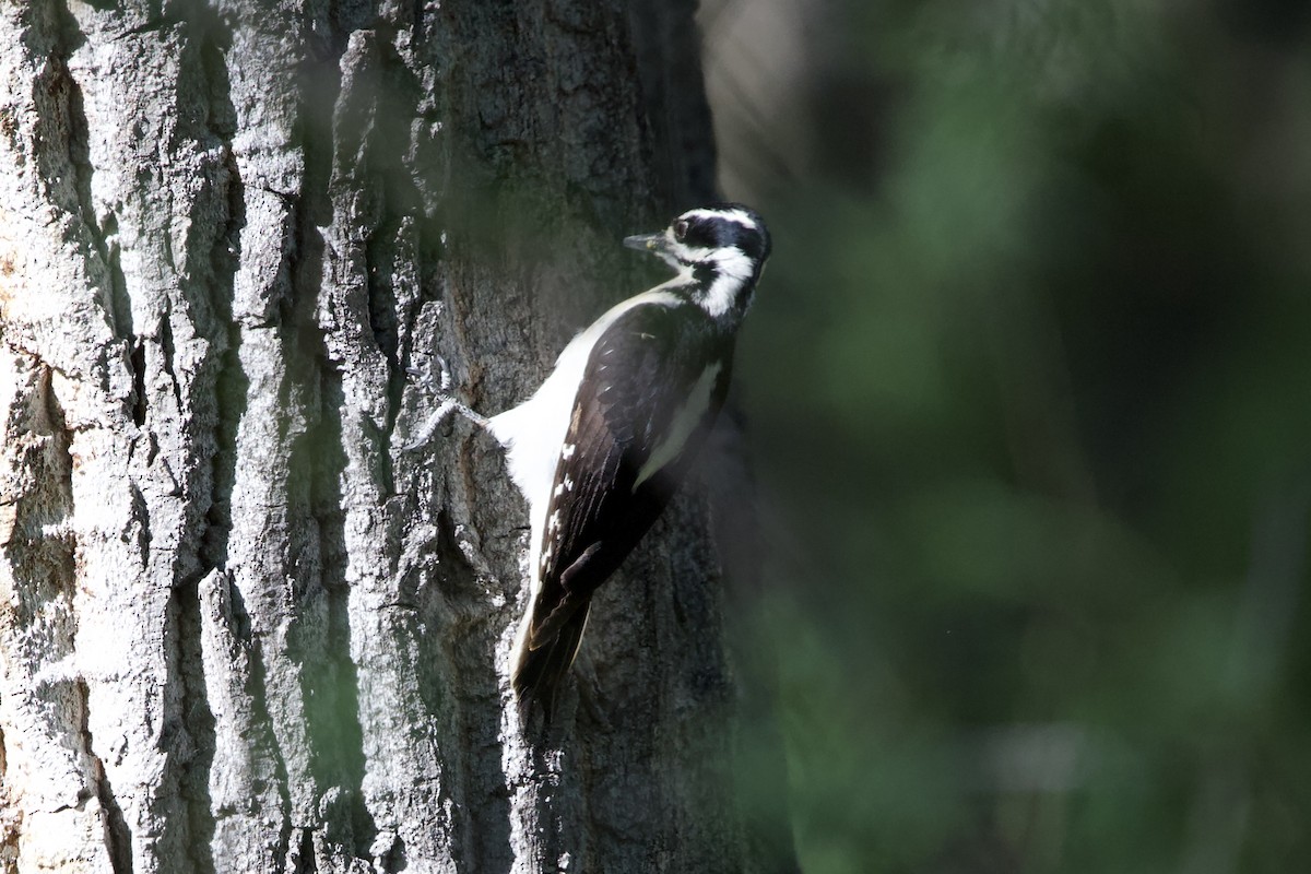 Hairy Woodpecker - ML619479943