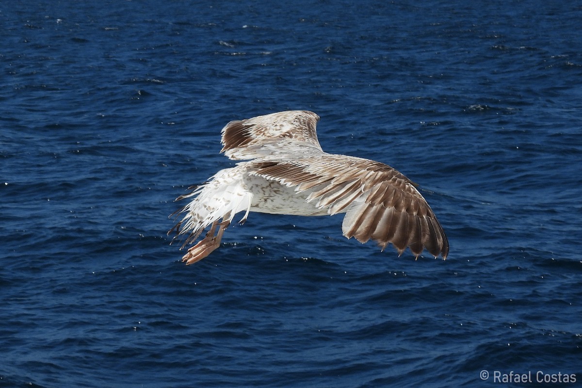 Yellow-legged Gull - Rafael Costas