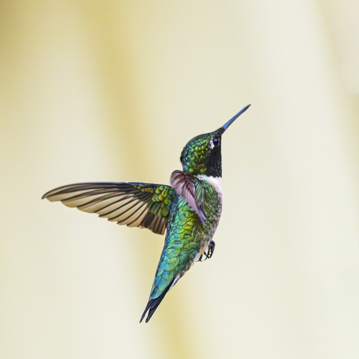 Ruby-throated Hummingbird - Albert Picard