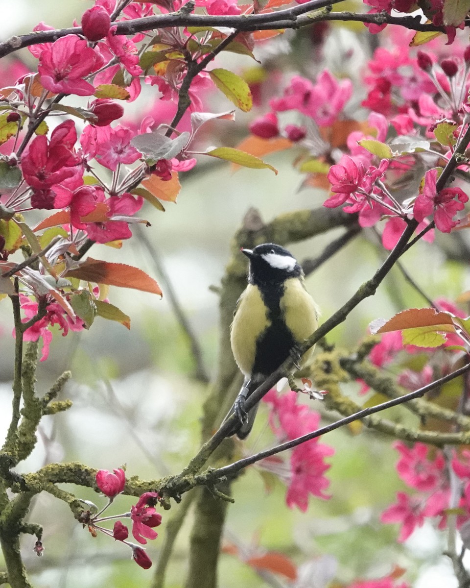 Great Tit - Marianne Fan