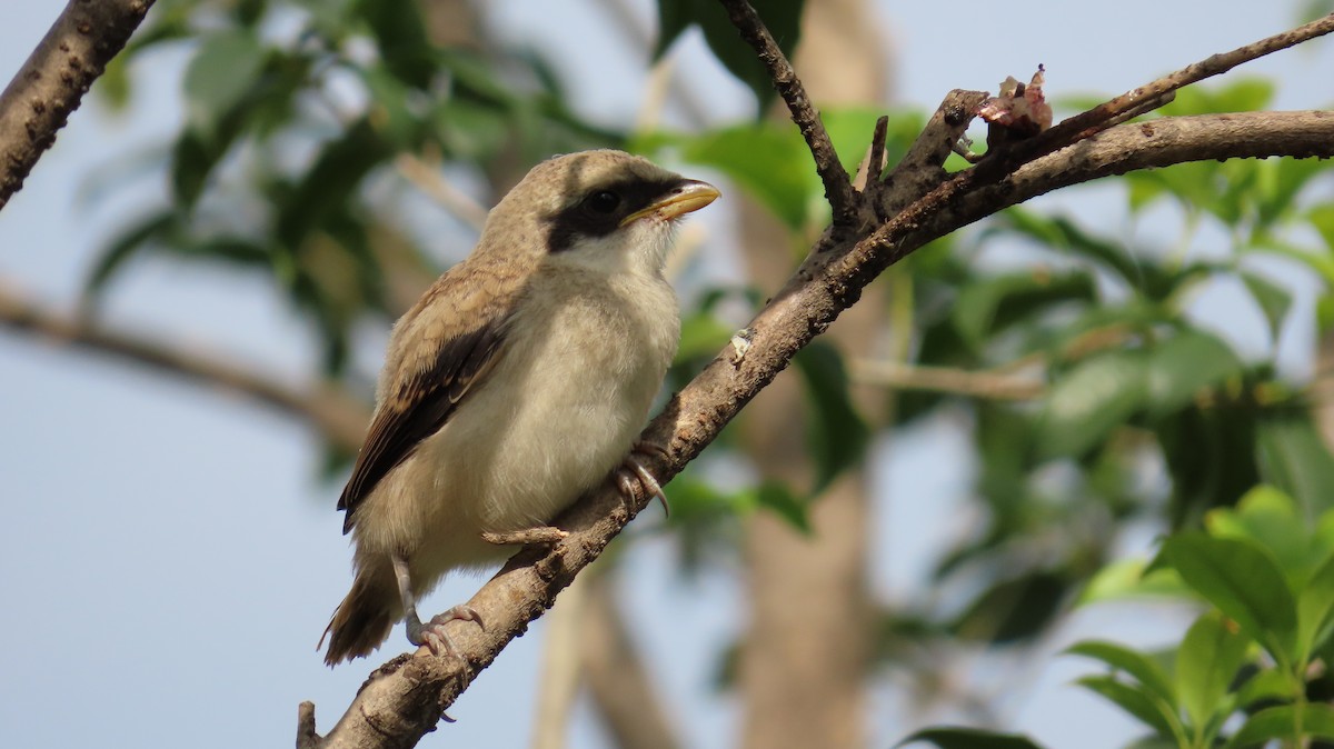 Long-tailed Shrike - ML619479958