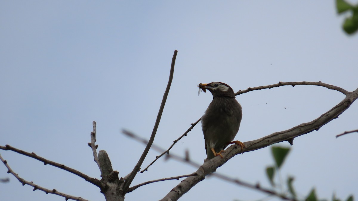 White-cheeked Starling - Mu-Ming Lin