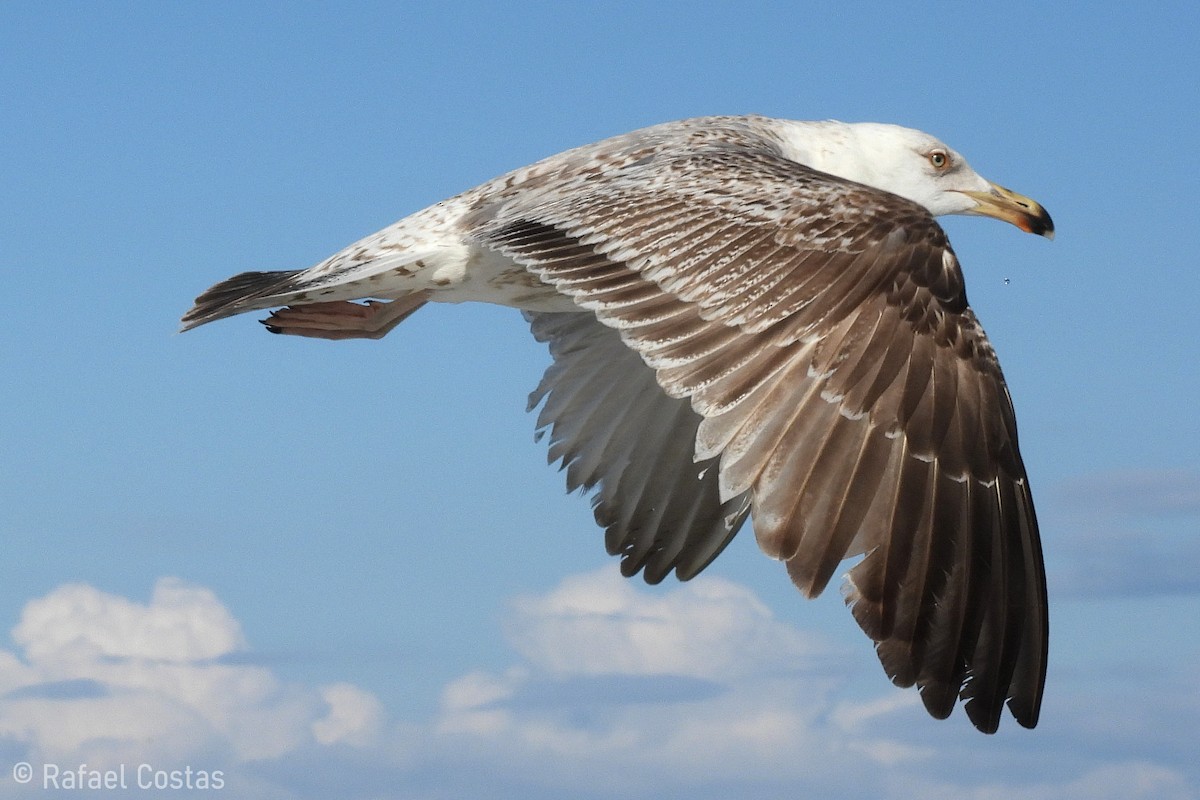 Yellow-legged Gull - Rafael Costas