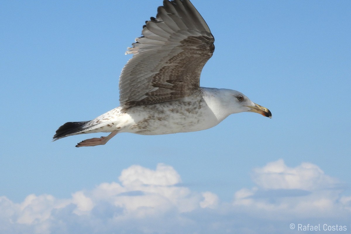 Yellow-legged Gull - Rafael Costas