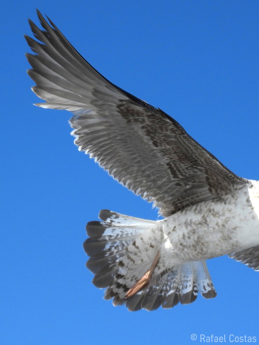 Yellow-legged Gull - Rafael Costas