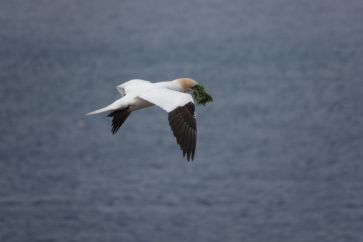 Northern Gannet - Marianne Fan