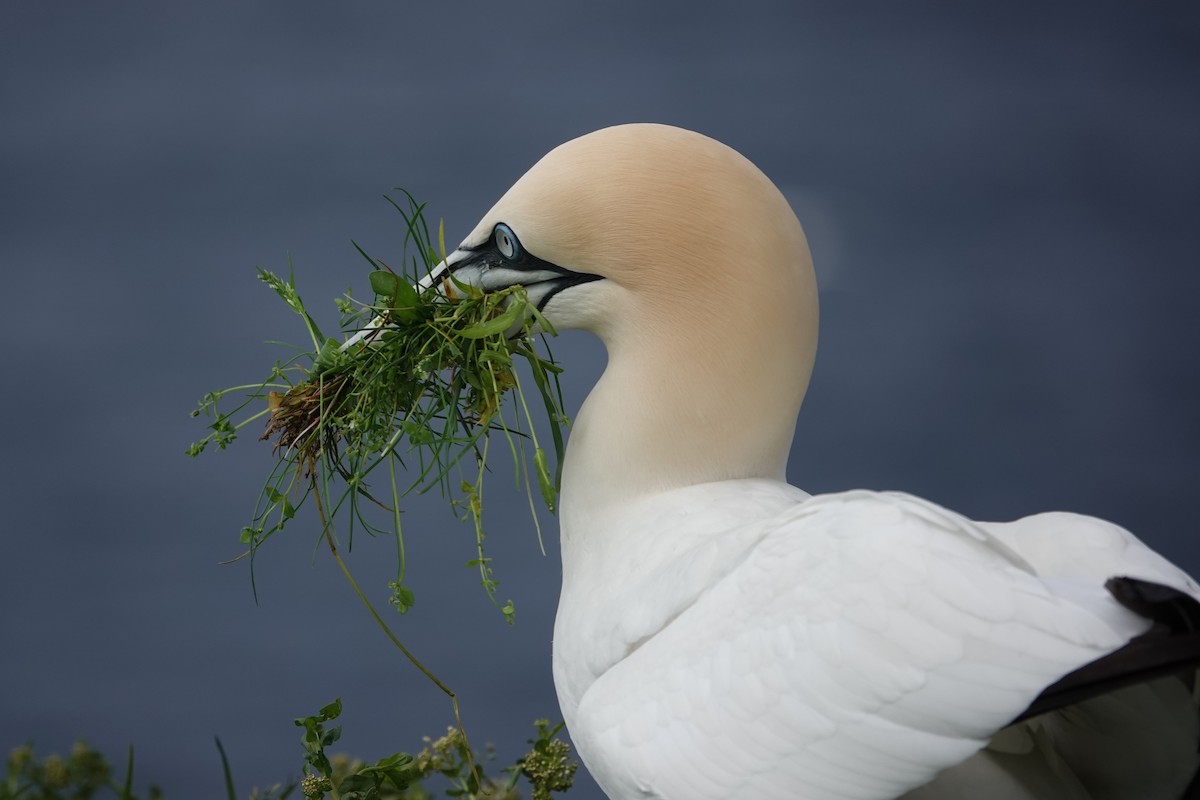 Northern Gannet - Marianne Fan