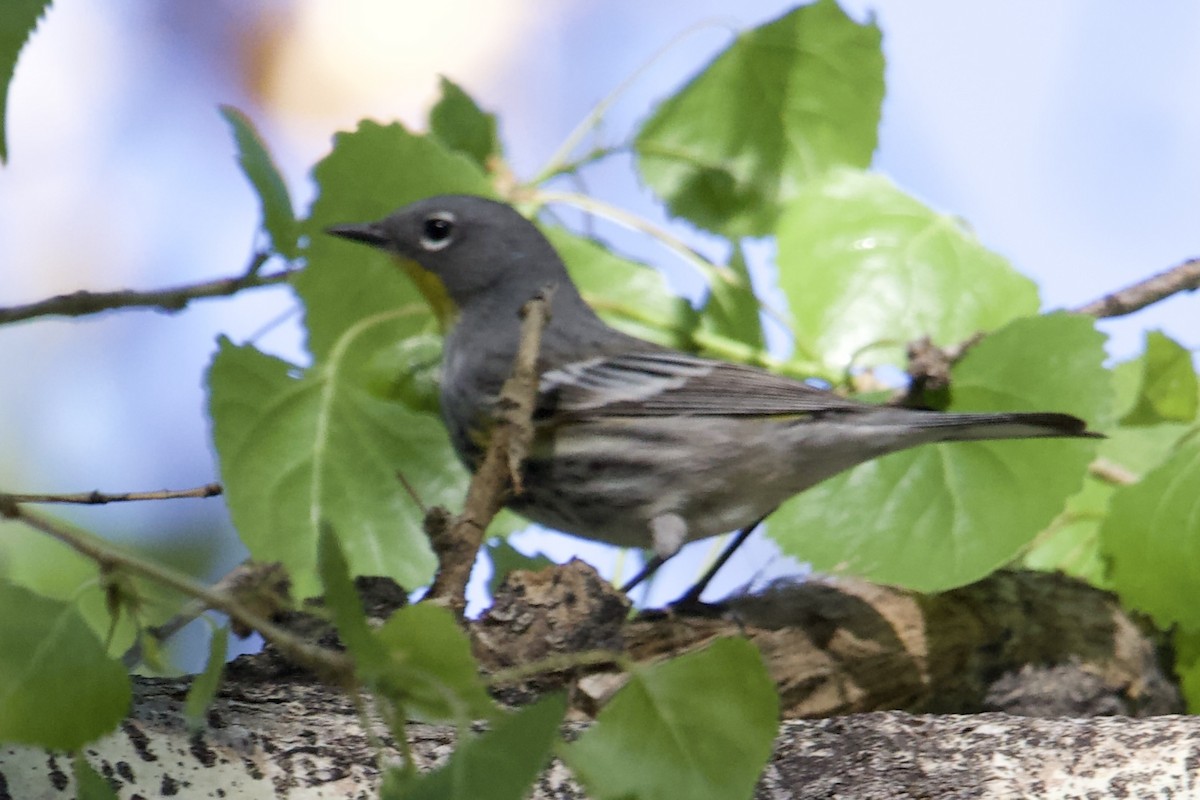 Yellow-rumped Warbler - Robert Snider