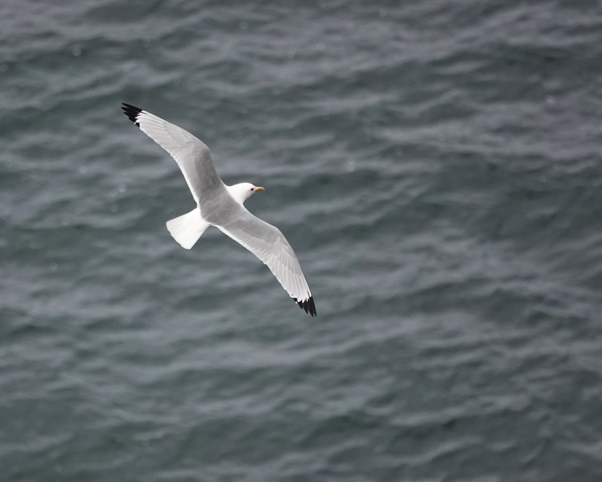 Black-legged Kittiwake - Marianne Fan