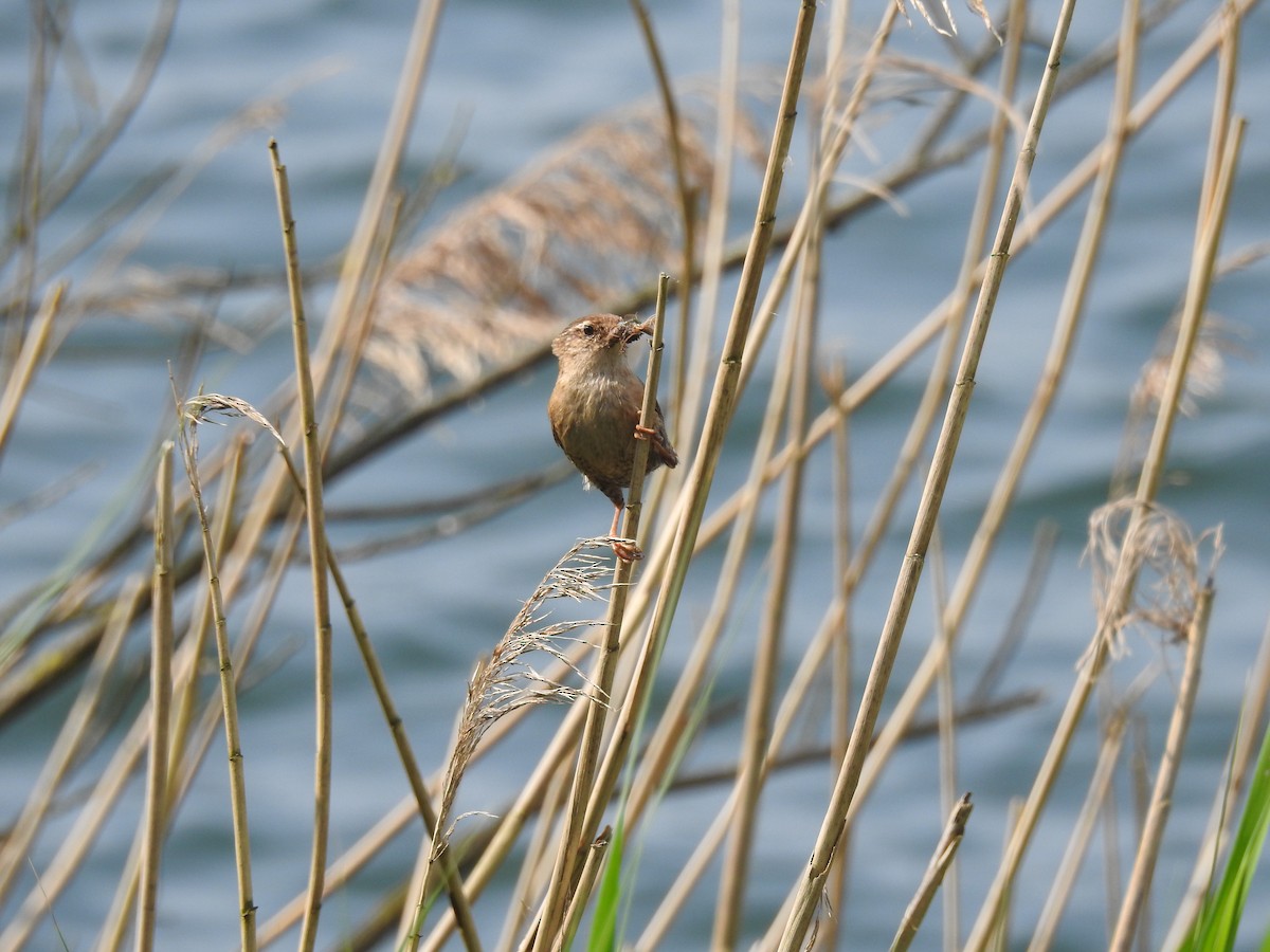 Eurasian Wren - Jenny Suckert