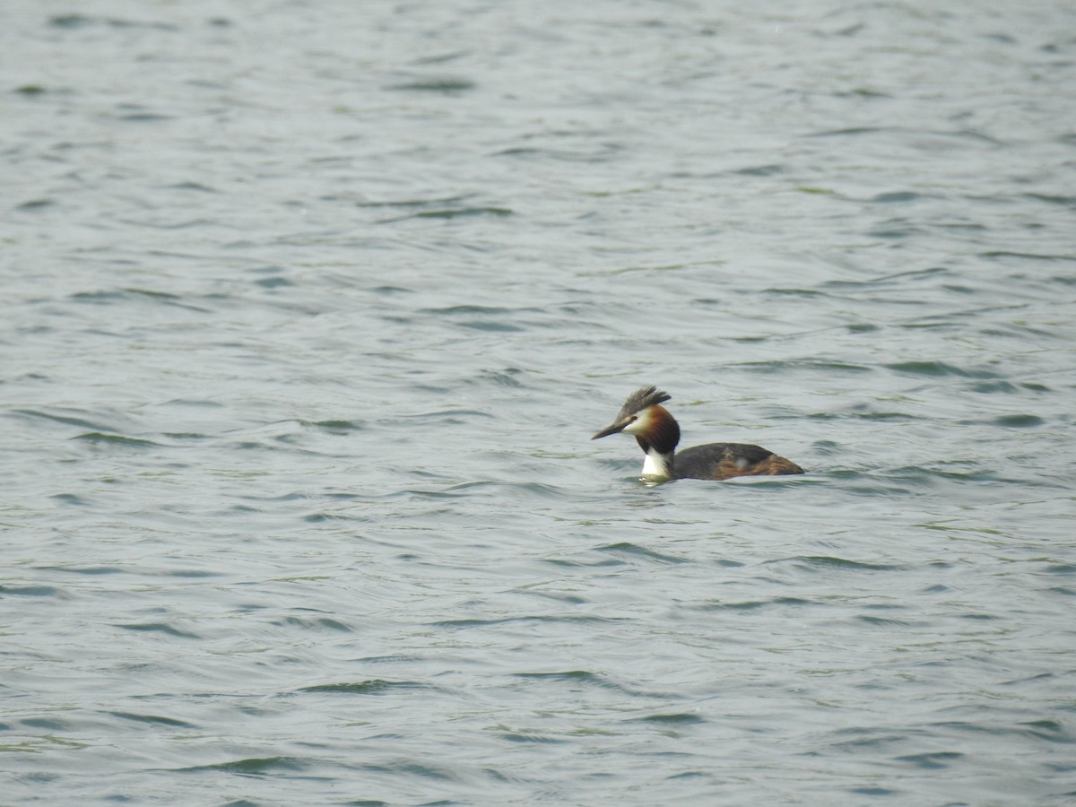 Great Crested Grebe - Jenny Suckert