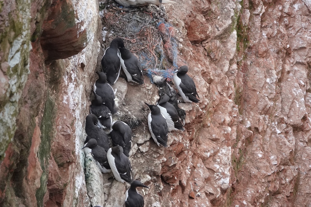 Common Murre - Marianne Fan