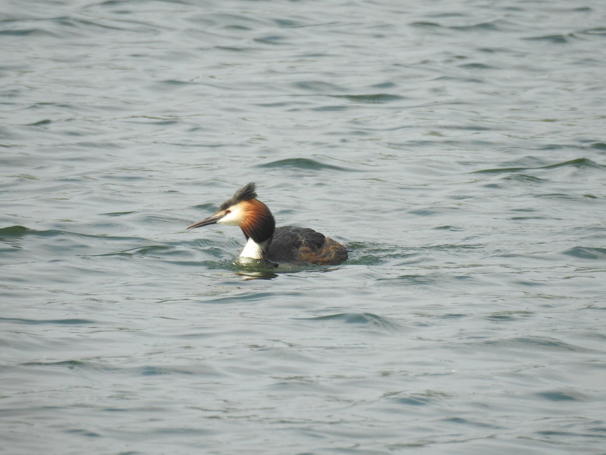 Great Crested Grebe - Jenny Suckert