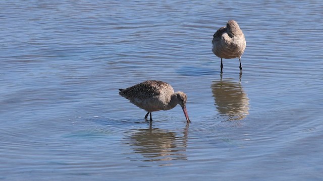 Marbled Godwit - ML619479979