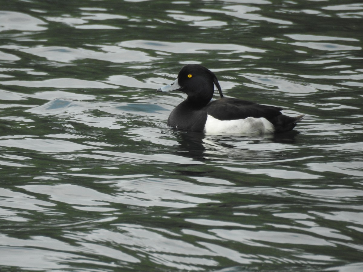 Tufted Duck - Jenny Suckert