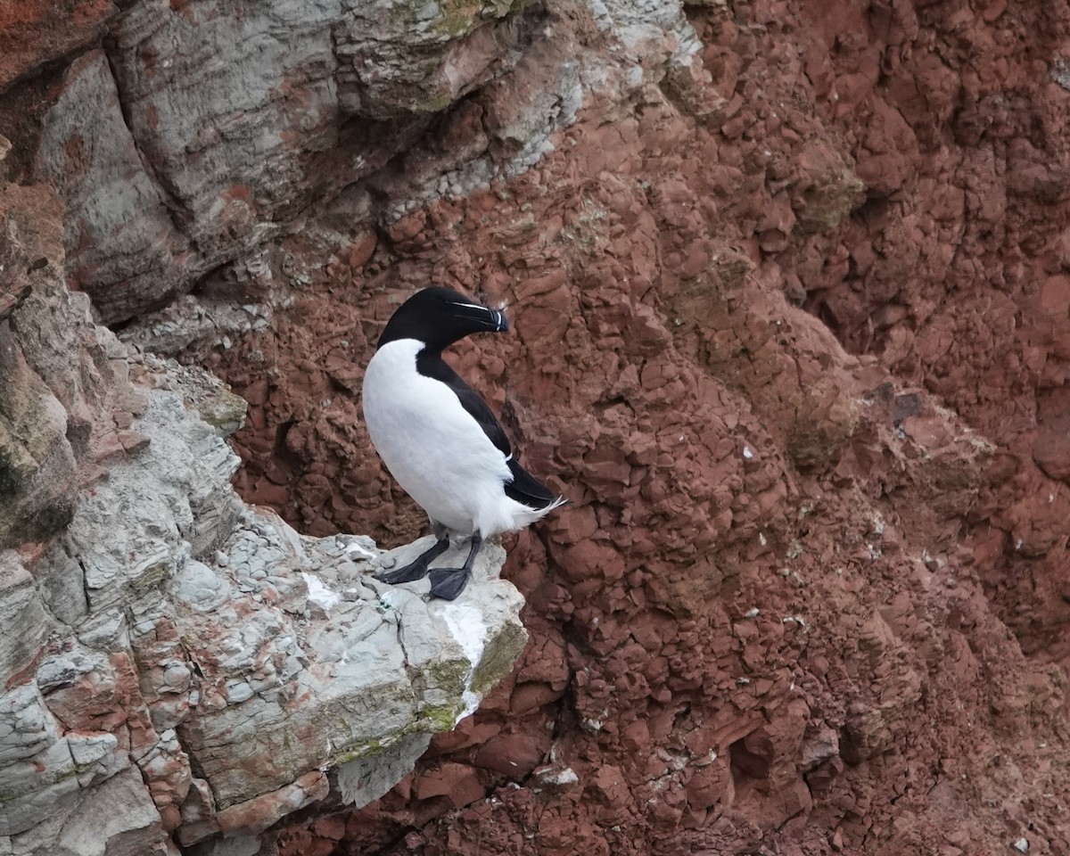 Razorbill - Marianne Fan