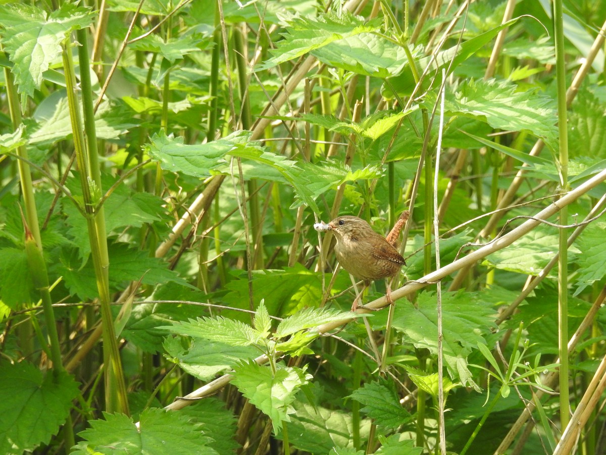 Eurasian Wren - Jenny Suckert