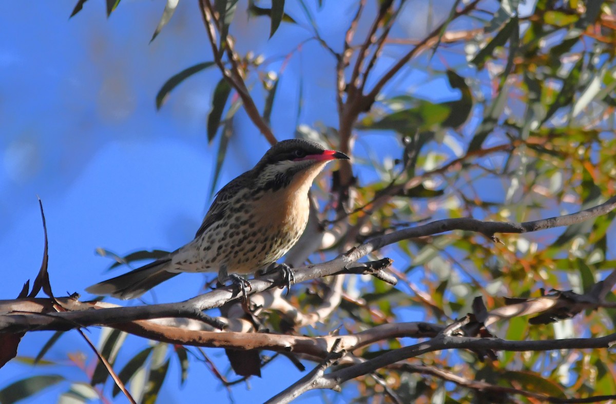 Spiny-cheeked Honeyeater - ML619479988