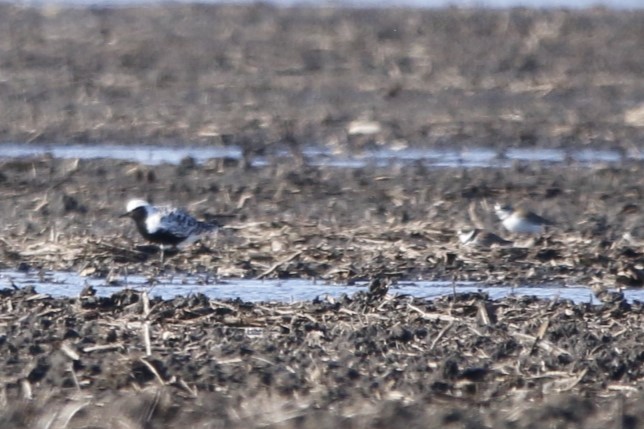 Black-bellied Plover - Richard Hugel