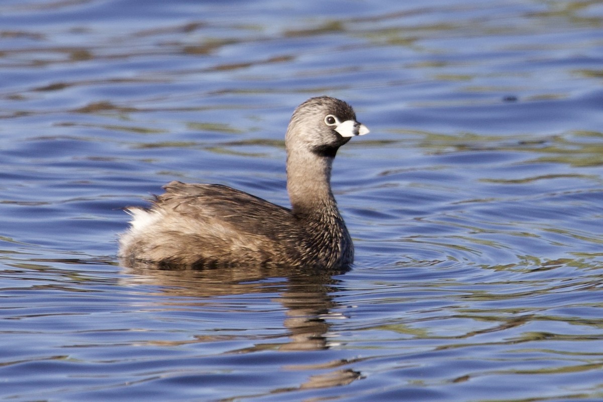 Pied-billed Grebe - Robert Snider