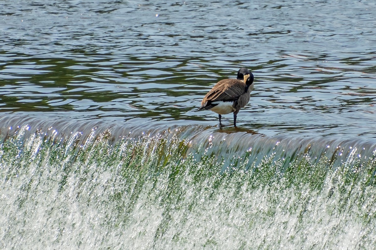 Canada Goose - Roger Roy