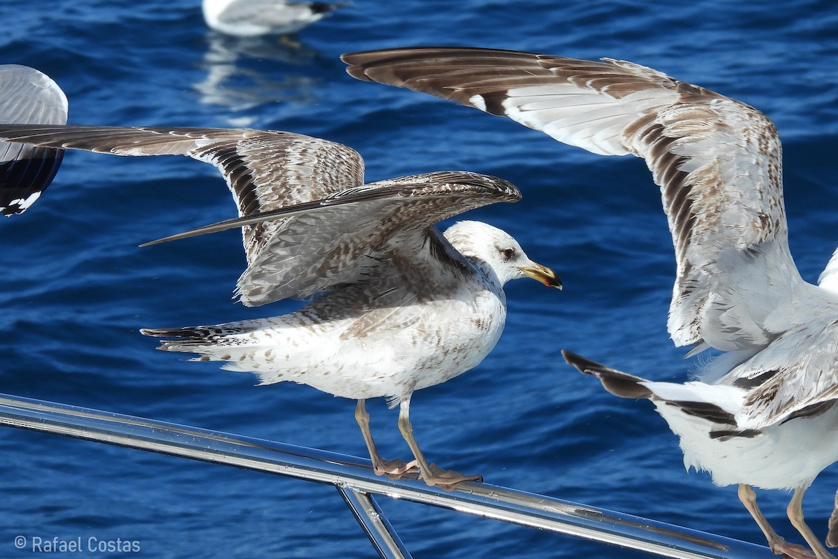 Yellow-legged Gull - Rafael Costas