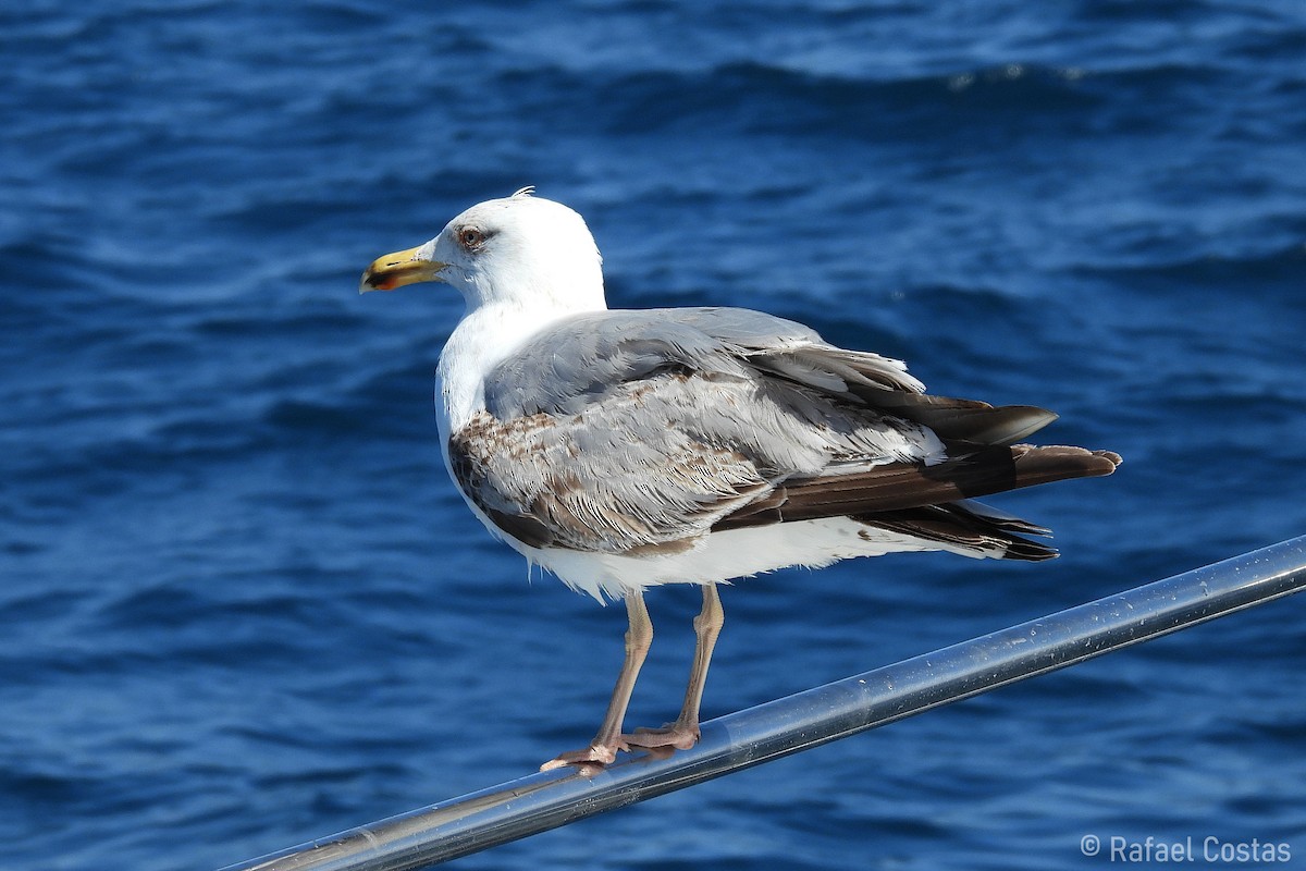 Yellow-legged Gull - ML619480000