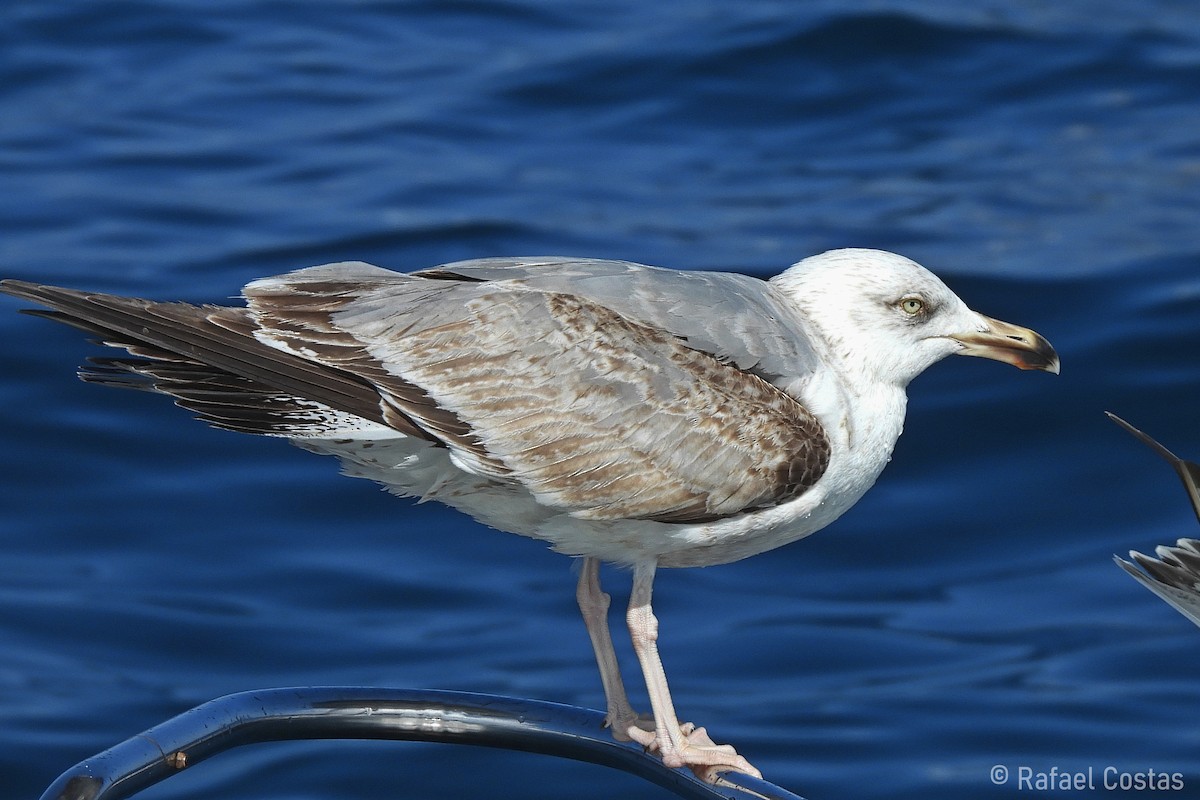 Yellow-legged Gull - Rafael Costas