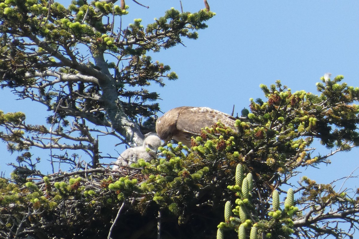 Red-tailed Hawk - ML619480002