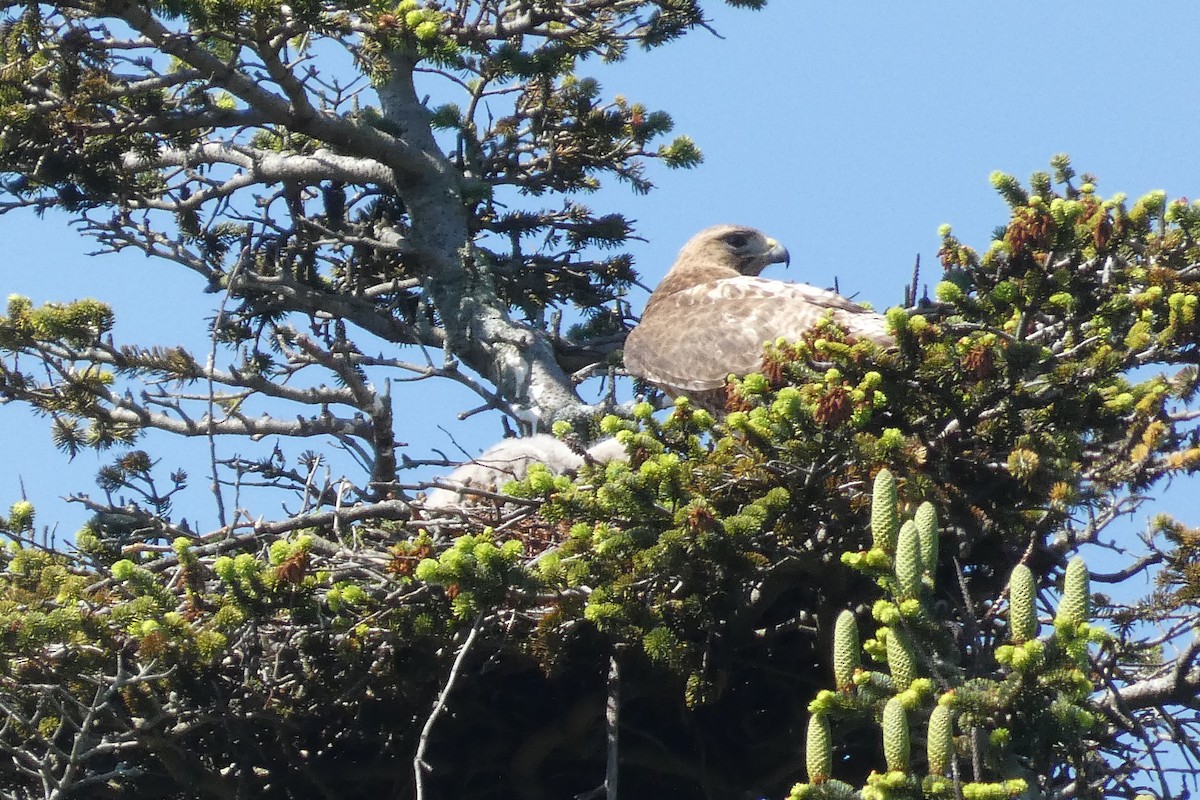 Red-tailed Hawk - ML619480003