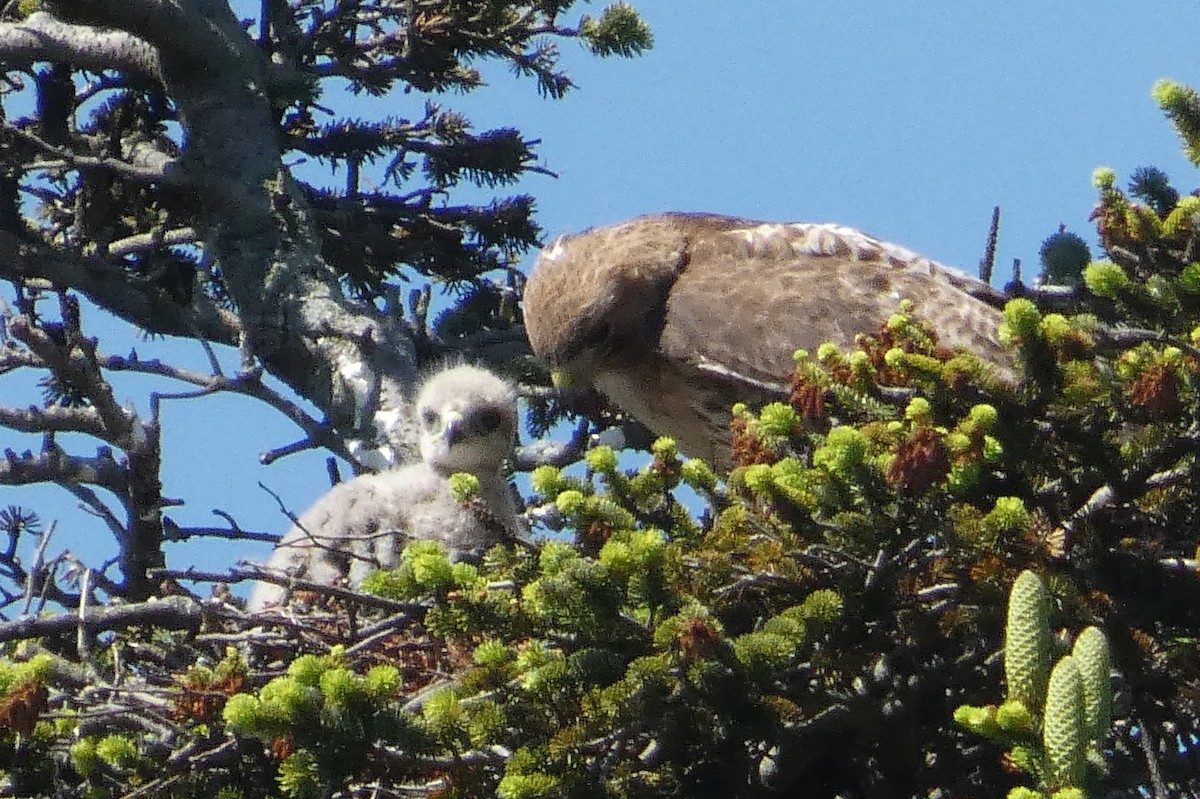 Red-tailed Hawk - ML619480004