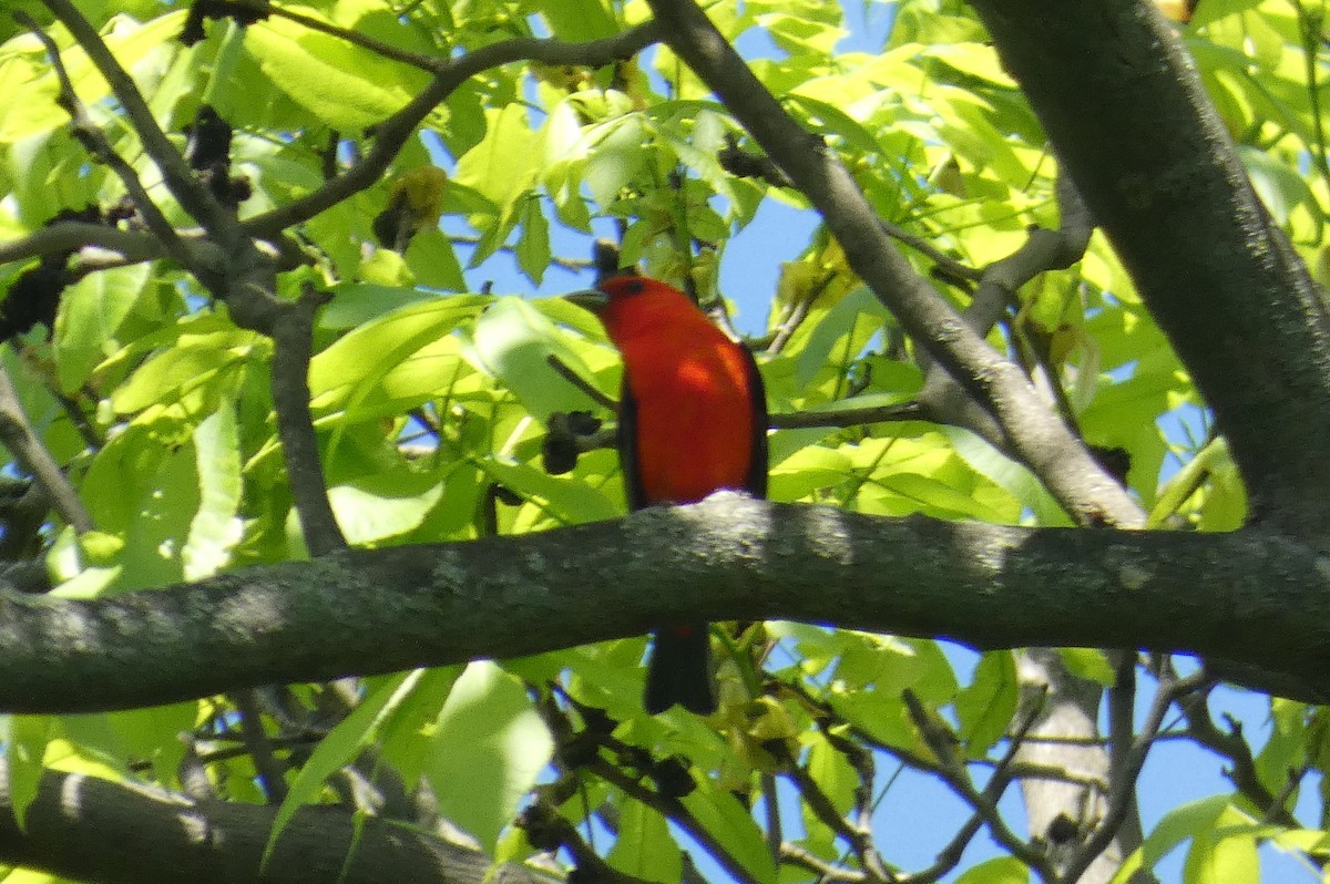 Scarlet Tanager - Anonymous