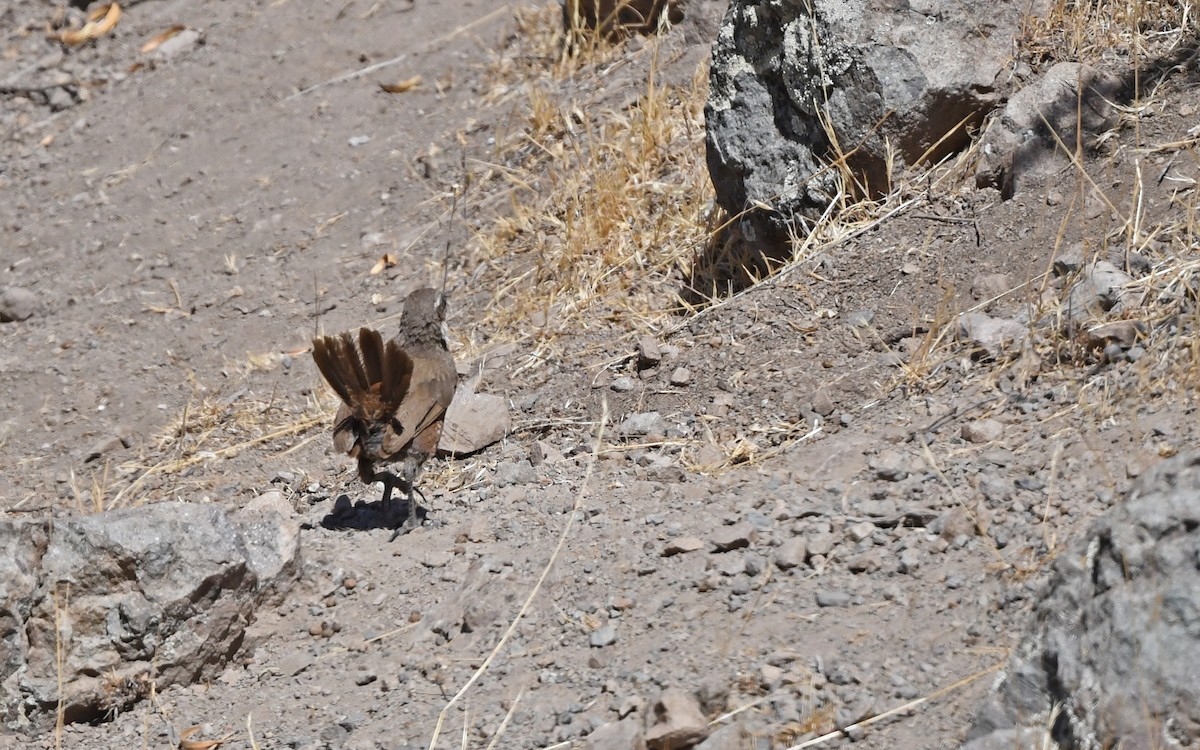 Weißbarttapaculo - ML619480013