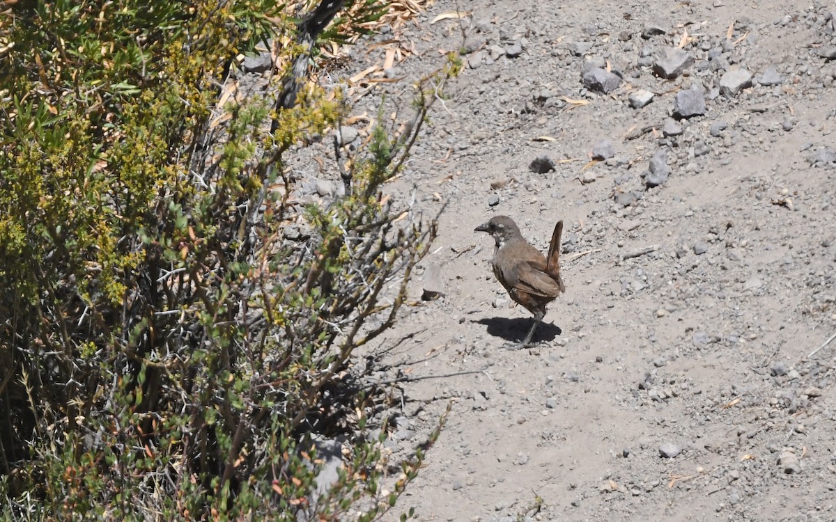 Weißbarttapaculo - ML619480014