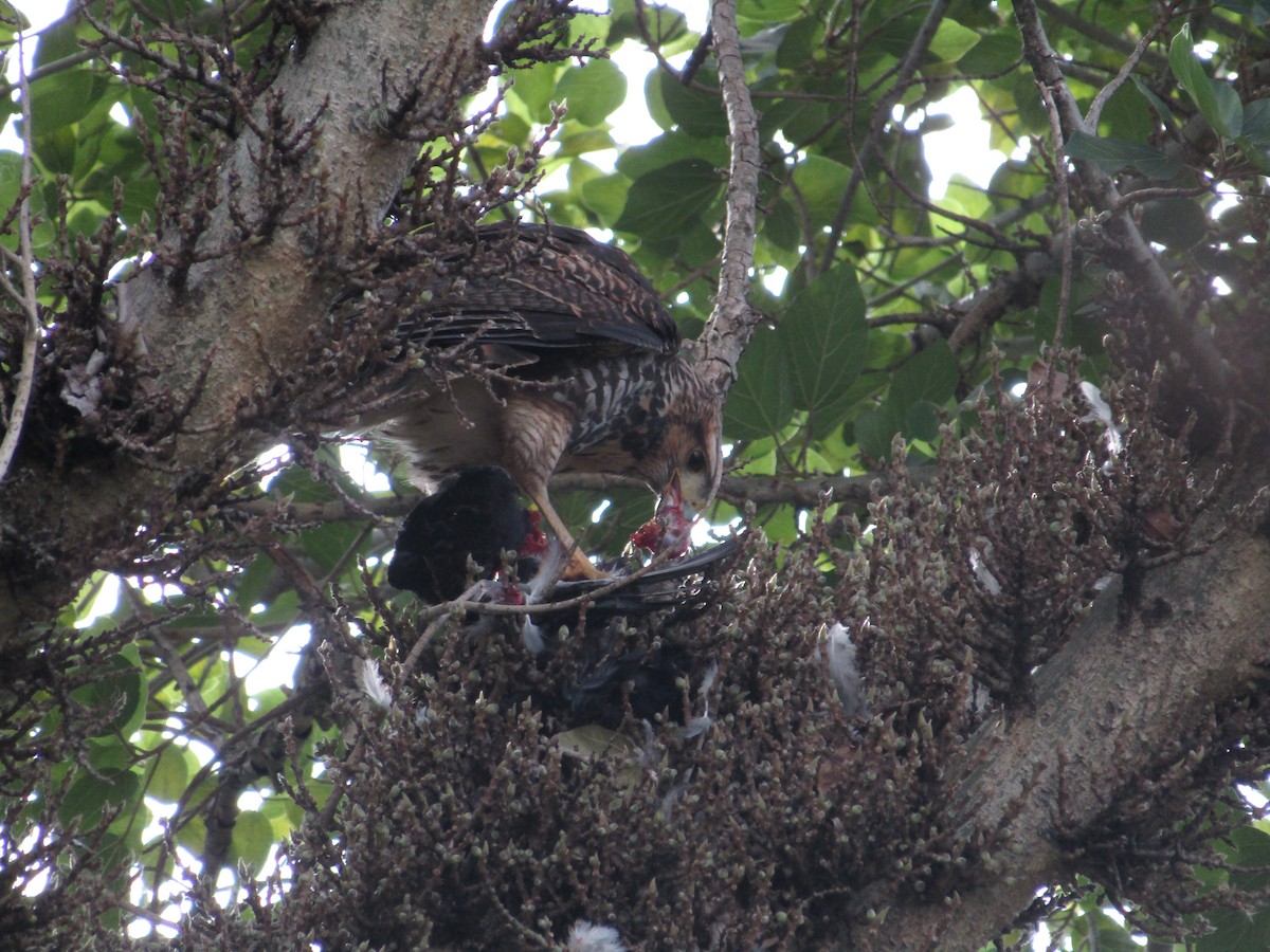 Harris's Hawk - Emilse Rizzuto