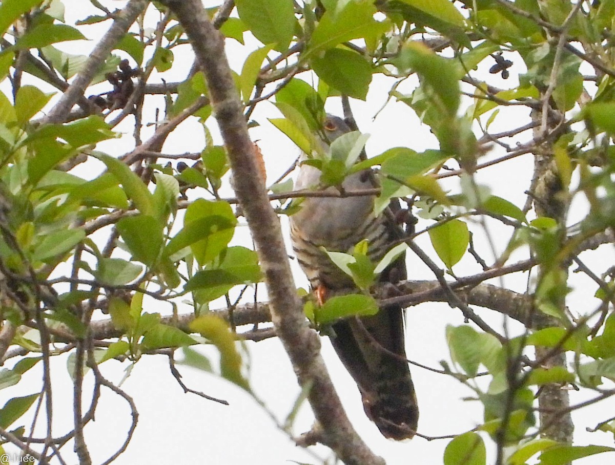 Large Hawk-Cuckoo - juee khopkar